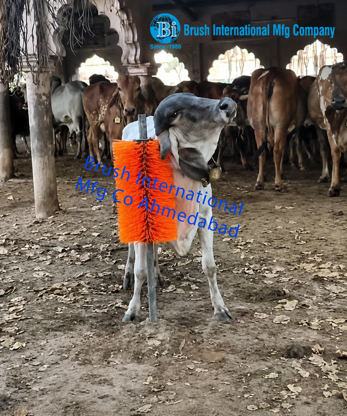 Cow Grooming Brush